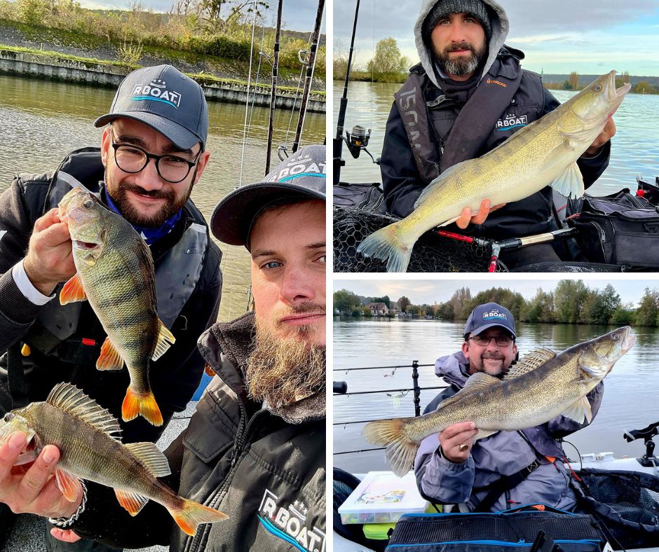 Une belle population de percidés en Seine.